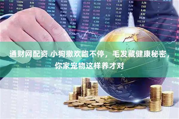 通财网配资 小狗撒欢跑不停，毛发藏健康秘密，你家宠物这样养才对