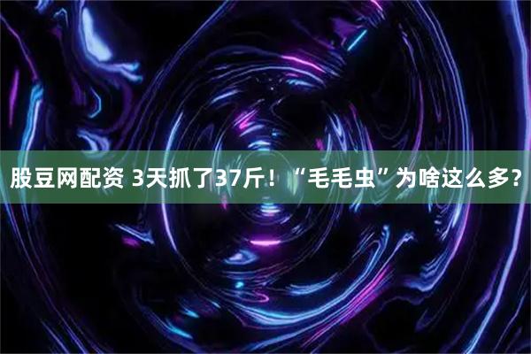 股豆网配资 3天抓了37斤！“毛毛虫”为啥这么多？